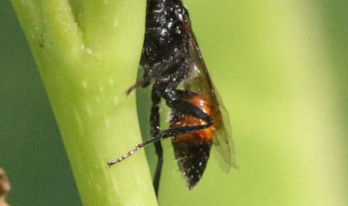 Astata sp.